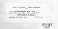 Hysterographium mori image